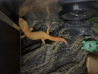 ジェックスのグラステラリウム3030で暖突mって入りますか また使 Yahoo 知恵袋