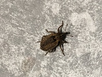 これは何という虫で業者に駆除が必要な虫でしょうか 新築に住んで1ヶ月で部屋 Yahoo 知恵袋