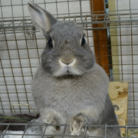 うさぎの頭ってなんであんなに触り心地が良いのですか 撫でる Yahoo 知恵袋