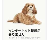 Amazonのエラーで出てるくこの犬の犬種は何ですか？ たまにしか見ないけどこの犬が出る度に可愛すぎて気になります。 