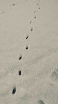 積もった雪に 画像の足跡がついていました その動物がいた時に目撃しま Yahoo 知恵袋