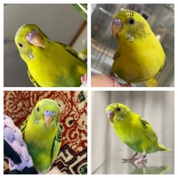 セキセイインコの性別について質問です 11 29生まれのセキセイ Yahoo 知恵袋