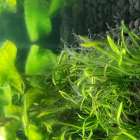 熱帯魚 水草水槽で困ってます 水草にコケかカビかわからないのです Yahoo 知恵袋