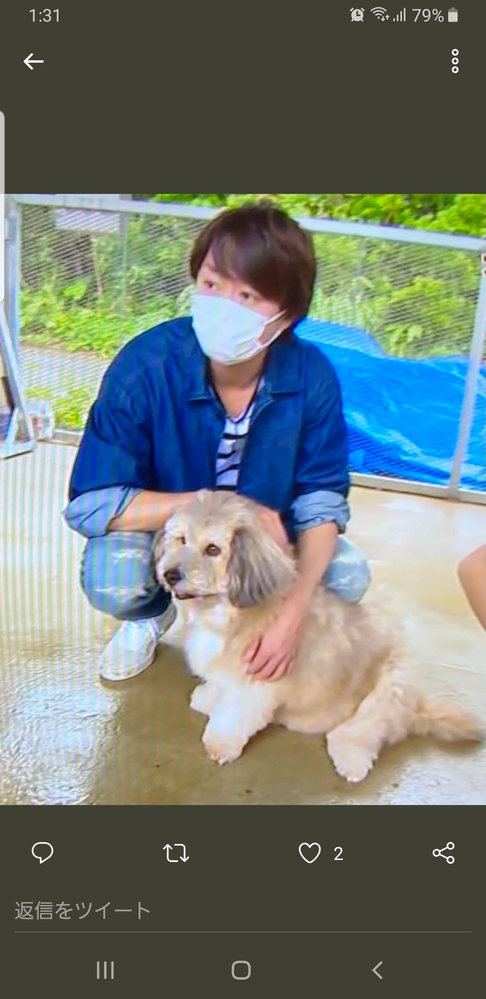 相葉さんが宮古島でトリミングしていたこの子の犬種はなんでしょうか Yahoo 知恵袋