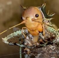 黄昏の森の作者死んだのは本当ですか いえ 生きています製 Yahoo 知恵袋