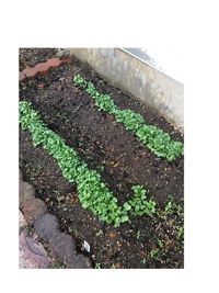 小松菜の間引き した方がいいでしょうか 庭に初めて種をまきました 多 Yahoo 知恵袋