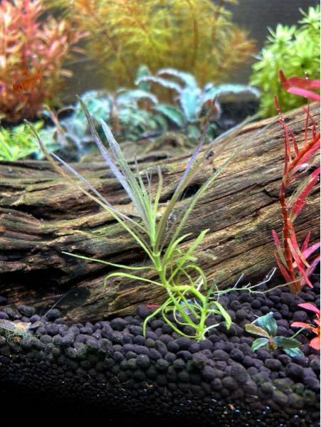 この水草の種類 分かる方いませんか メルカリで買った水草に謎の水草が Yahoo 知恵袋