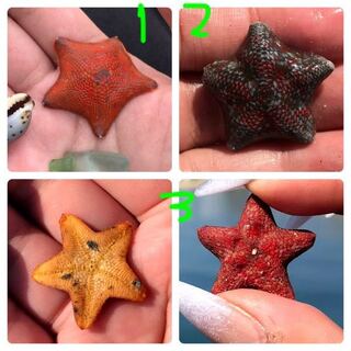 ヒトデ 種類