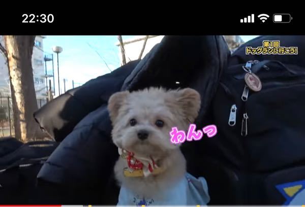 Youtuberのジュキヤさんがかっているちくわくんはなんという犬種ですか Yahoo 知恵袋