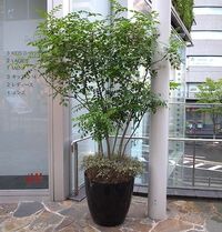 庭木について教えてください 庭に写真のようにプランターに木 Yahoo 知恵袋