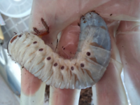 ギリシャ神話の英雄ヘラクレス Hercules 日本人はなぜヘラクレ Yahoo 知恵袋