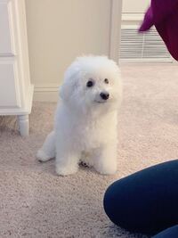 ワンピースのドレスローザは何話から何話までですか だいたいでいいのでお願 Yahoo 知恵袋