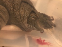 家でペットとして飼っているスッポンが病気 のせいか出血してしまいました 鼻 Yahoo 知恵袋