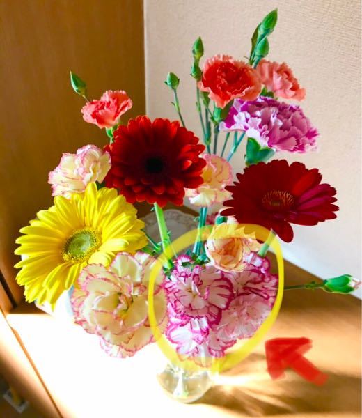 リュウカデンド黄（切花です） 【公式通販】