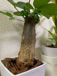 もう1ヶ月くらいパキラが成長しないんですが どうしたらいいですか Yahoo 知恵袋