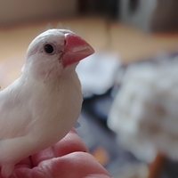 白文鳥 生後2ヶ月過ぎになります 兄弟オス同士の喧嘩 が激しくて Yahoo 知恵袋