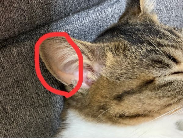 猫の耳なんですけど、これ黄疸じゃないですよね？あまり詳しくないので 