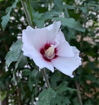 家の近所に生えていた木に花が咲いたんですが何という名前かわかる方いますか Yahoo 知恵袋