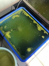 写真の水はグリーンウォーターですか 水面に緑色の藻と言うか泡みたいな Yahoo 知恵袋