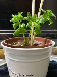 桔梗の花が終わった後 ずっと茎は枯れたまま残っているのですが 根元からハ Yahoo 知恵袋