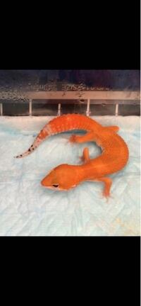 ސ や みたいなふわふわな雰囲気の顔文字あり Yahoo 知恵袋