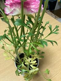 ラナンキュラスは植えっぱなしにした場合 翌年は咲きませんか 掘りあげて乾燥させ Yahoo 知恵袋