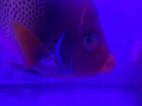 イカを飼育している方いますか 水族館でもイカを飼育していることがあまりな Yahoo 知恵袋