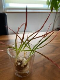 クロッカスの球根をお花屋さんのアドバイス通り水栽培で育ててみてる Yahoo 知恵袋