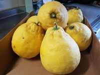 この柑橘類の種類を教えください 何年も前から うちの庭で沢山実をつけます Yahoo 知恵袋