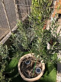 オリーブの剪定について 5月末現在 オリーブの枝が伸び放題になって Yahoo 知恵袋