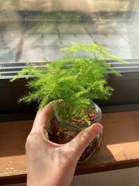 観葉植物のアスパラガスですが 買ってしばらくは元気に育っていたの Yahoo 知恵袋