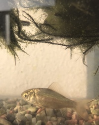 川魚にお詳しい方教えてください 母が実家で飼育している魚メダカだと聞 Yahoo 知恵袋