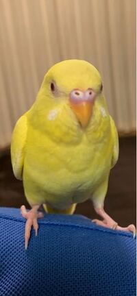 250枚 セキセイインコの性別について ルチノー セキセイインコ ル Yahoo 知恵袋