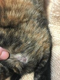 生後5ヶ月の子猫です。 2ミリほどのカサブタ？のようなものができていて、
動物病院に連れて行ったら、カサブタだと言われて薬を塗っていたのですが、治るどころか一回り以上大きくなってしまいました。