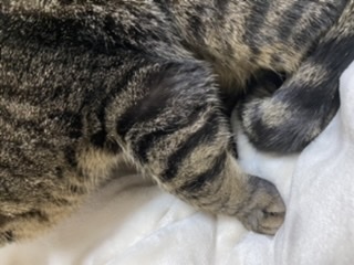 飼い猫の前足が腫れて痛がっています。 - 昨日7日の夜からずっと 