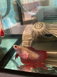 ベタについての質問です お腹に膿のような白い物がいつくかできてしまい Yahoo 知恵袋