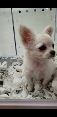 オーバーショットについて 今生後4カ月になった子犬がいるのですが Yahoo 知恵袋