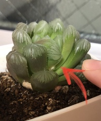 多肉植物 オブツーサ トゥルンカータです 扱いが雑過ぎて 徒長 紅葉ありで Yahoo 知恵袋