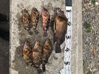 最近港で３３cmのカサゴを釣りました かなり喜んだのですが調べたと Yahoo 知恵袋