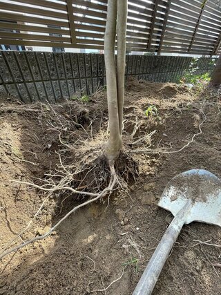 庭の木が抜けないのですが素人で木を抜いて鉢に移すのは無謀ですか 専門業者に Yahoo 知恵袋