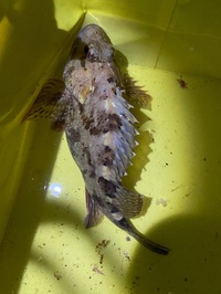 この魚は何という魚 カサゴですね 甘辛煮とか味噌 Yahoo 知恵袋