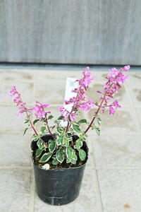 この紫色の花の名前を教えて下さい ヘミジギアマーブルキャンディーかな Yahoo 知恵袋