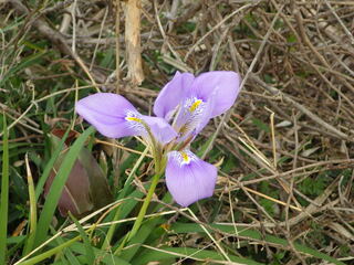 今年の2月9日 大阪の南部の野山で撮影しました 花の名前を教えて Yahoo 知恵袋