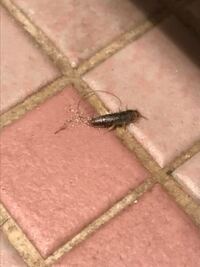 一昨日くらいからトイレに黒い虫がいます Googleで調べて Yahoo 知恵袋