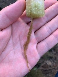 ほうれん草の水耕栽培をしてみました これは根腐れでしょうか Yahoo 知恵袋