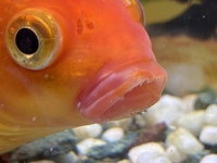 飼っている金魚の口がおかしいのですが唇が腫れてて少し皮がめくれてるみたいで Yahoo 知恵袋