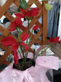 ポインセチアの葉が全部おちて茎だけになりました 茎だけのまま３日おき Yahoo 知恵袋