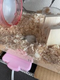 ハムスターのヒーターはつけっぱなしでもいいですか 手で触ってみ Yahoo 知恵袋