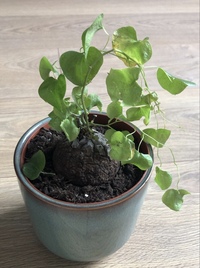 この植物の名前を知っている方はいらっしゃいますか 可愛くて買ったはいいんで Yahoo 知恵袋