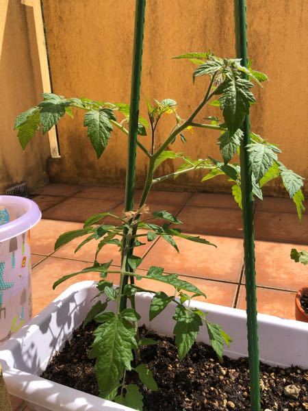 ミニトマトを育てています 一本仕立てにしたいのですが わき芽がどれか Yahoo 知恵袋